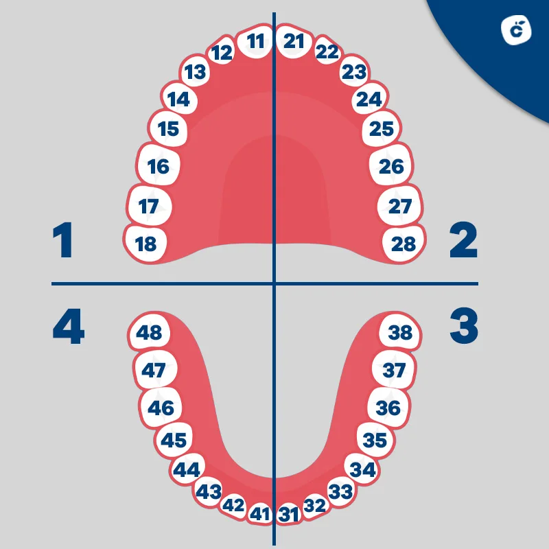 Cuadrantes de los dientes