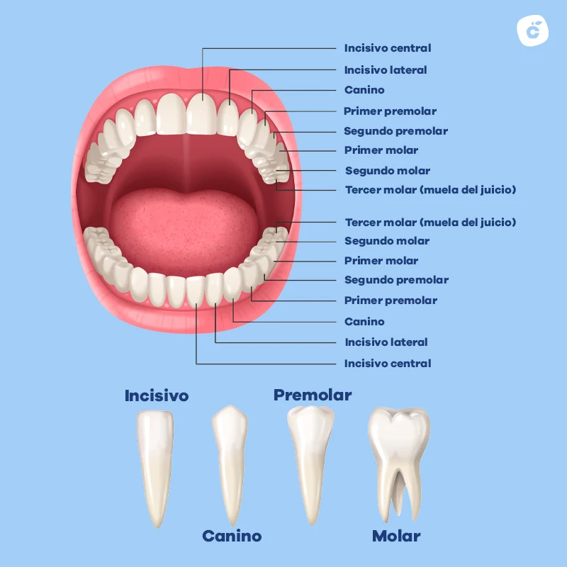 Número de dientes en adultos y su distribución