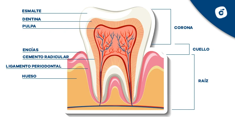 Partes de un diente