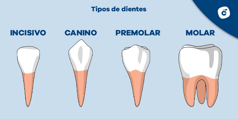 Tipos de dientes