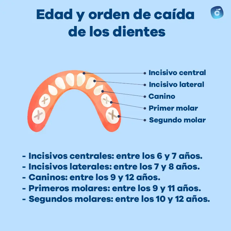 edad y orden de caída de los dientes de leche