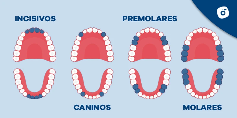 tipos de dientes 2