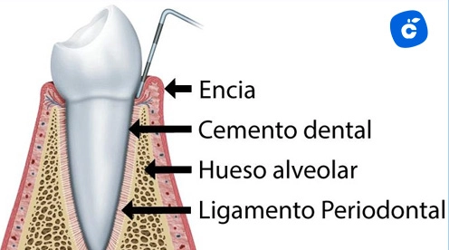 cemento dental