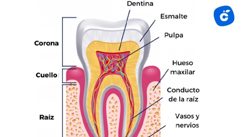 dentina